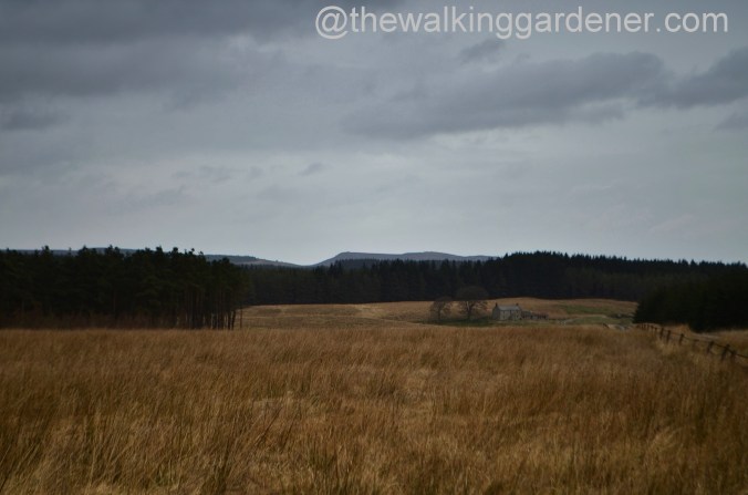 St Oswalds Way Day 2