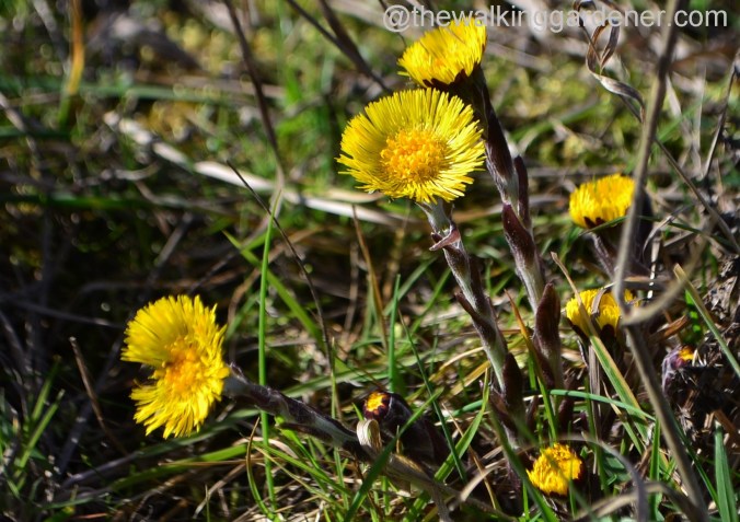 St Oswald's Way Day 3 (28)