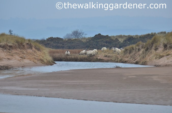 St Oswalds Way Day 7 (13)