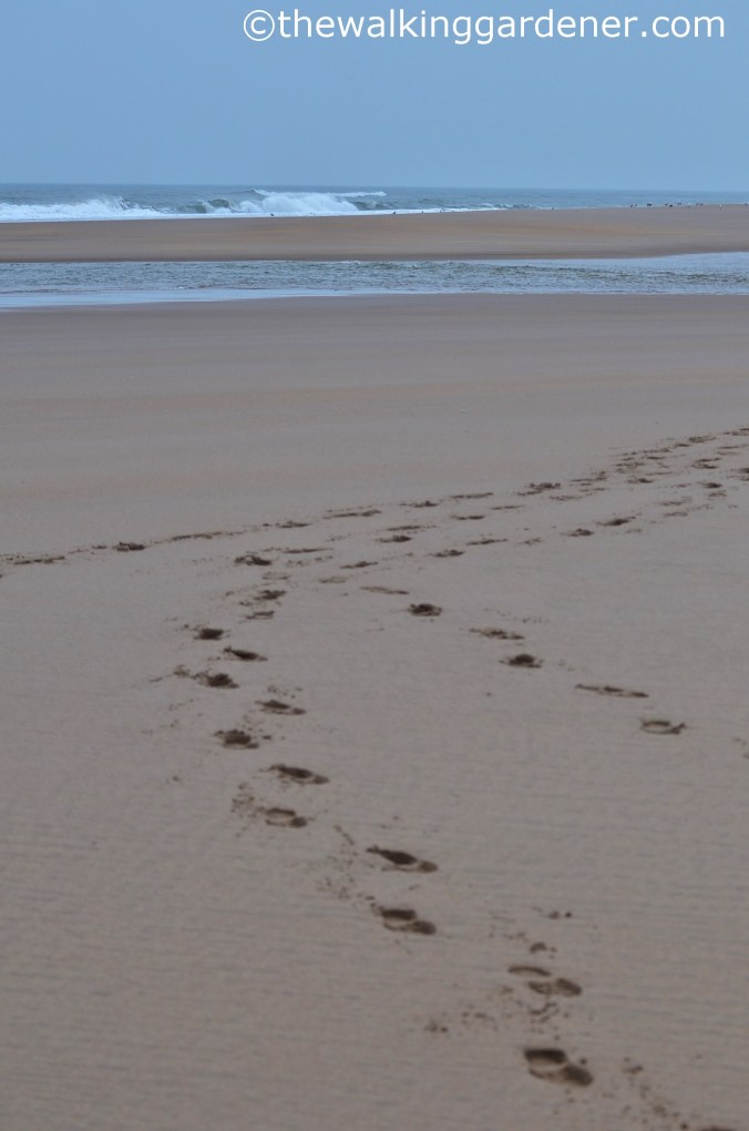 St Oswalds Way Day 7 (14)