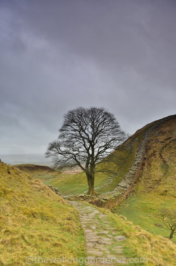 Sycamore Gap 02
