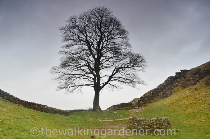 Sycamore Gap (2)