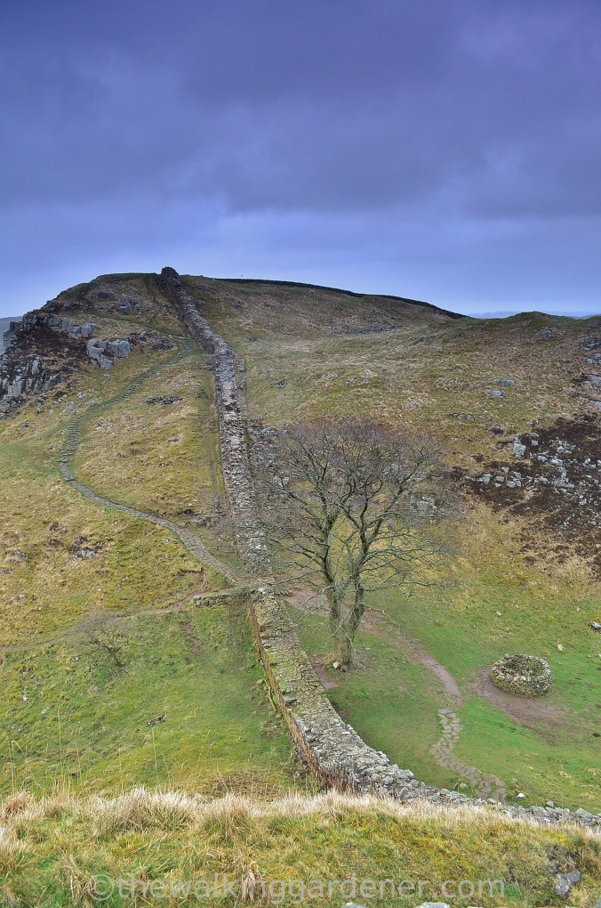 Sycamore Gap (3)