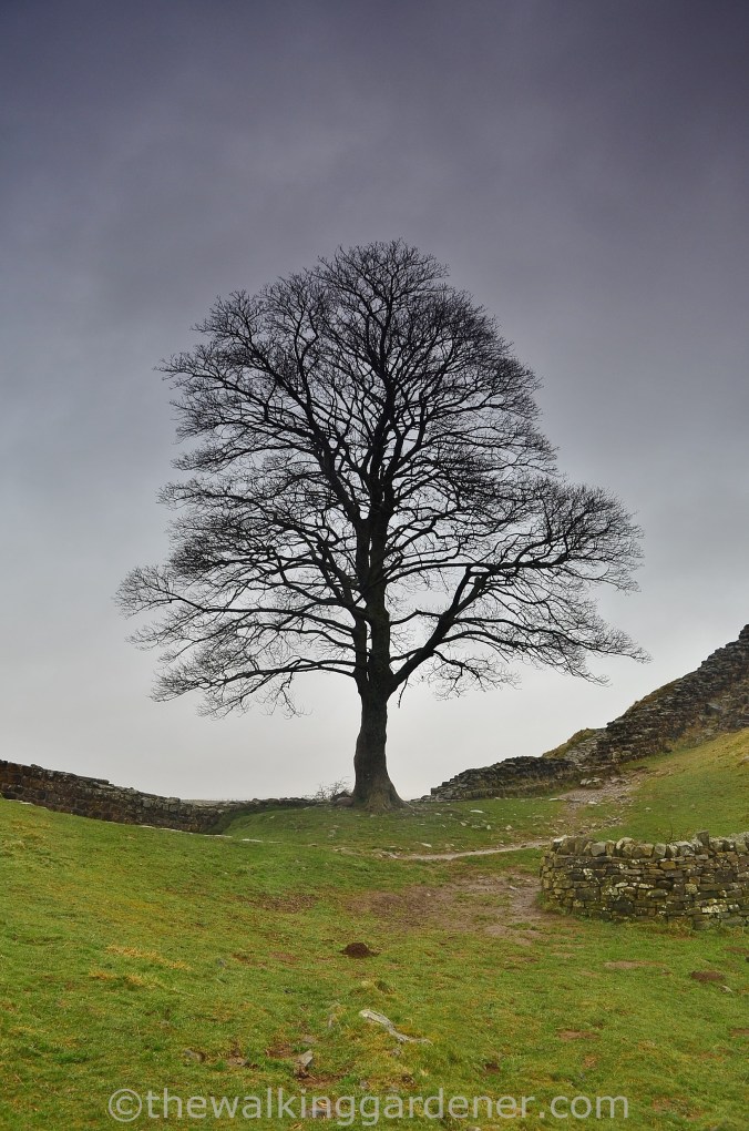 Sycamore Gap