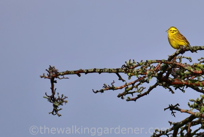 Yellowhammer