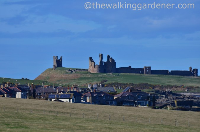 Craster and Dunstanburgh Castle