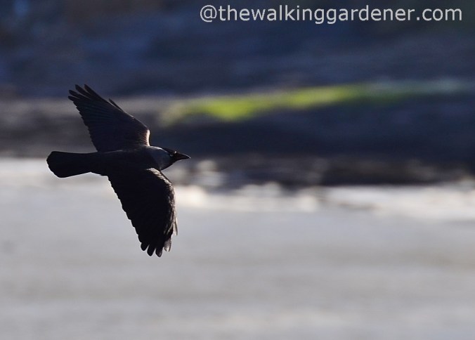 St Oswalds Way Day 4