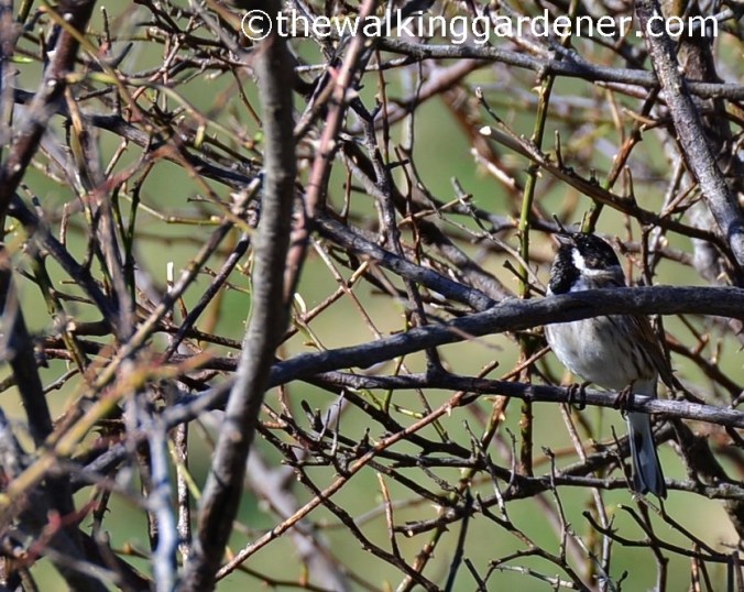 Reed Bunting