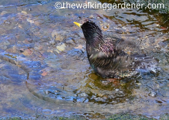 Starling bathing