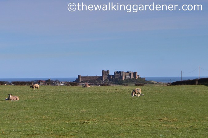 Bamburgh Castle