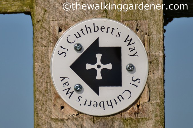 St Oswalds Way Day 6 (13)