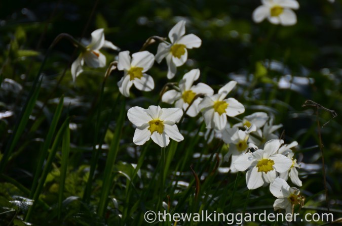 Daffodils
