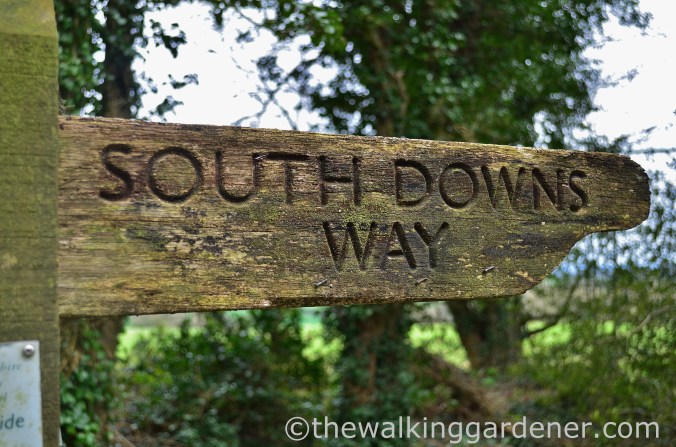 South Downs WAy (1)
