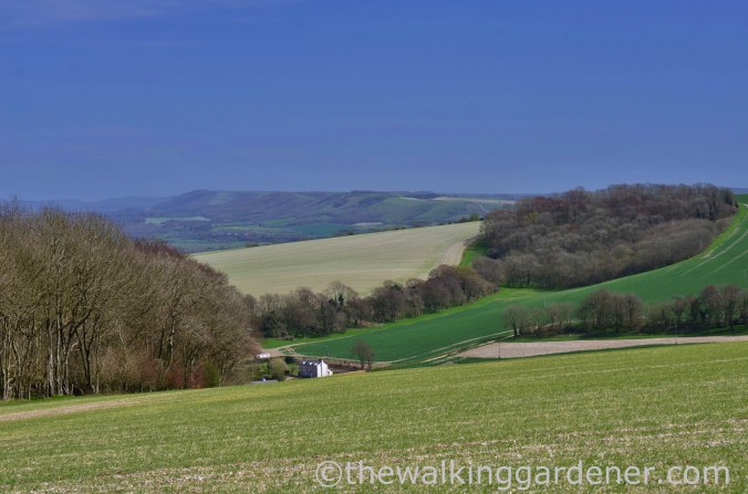 South Downs WAy (2)