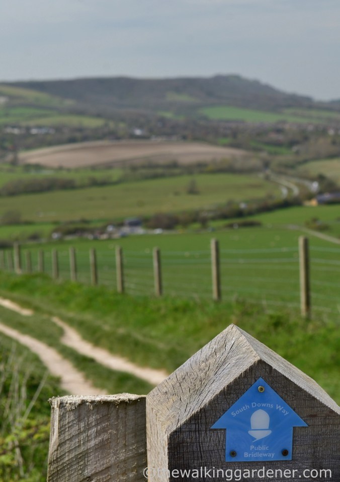 South Downs WAy (3)