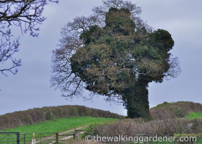 South Downs Way Day 1 (15)