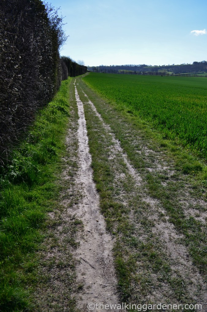 South Downs Way Day 1 (2)