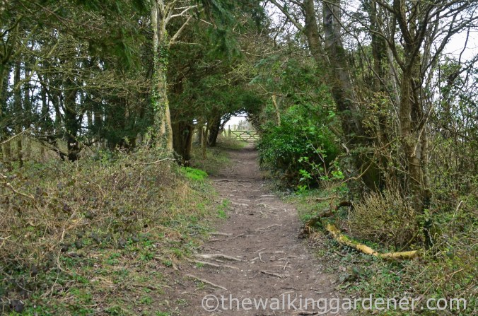 South Downs Way Day 1 (30)