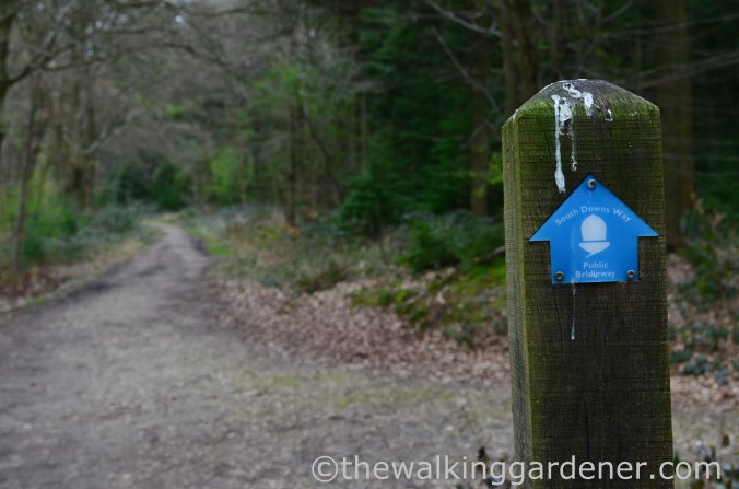 South Downs Way Day 2 (10)