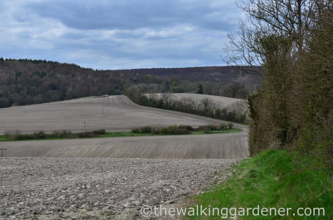 South Downs Way Day 2 (14)