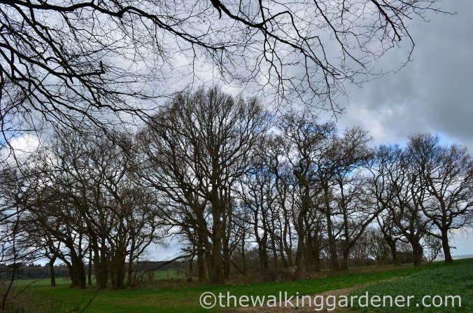 South Downs Way Day 2 (5)