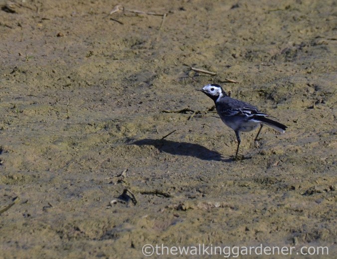 Pied wagtail