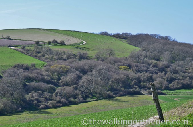 South Downs Way Day 3 (46)