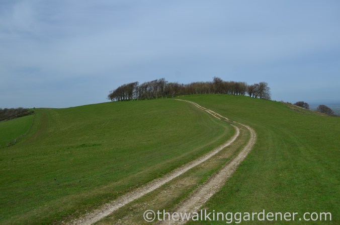 chanctonbury-ring-1