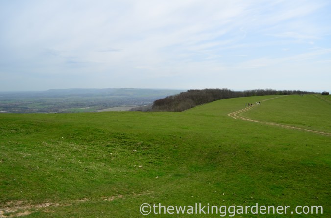 chanctonbury-ring-4