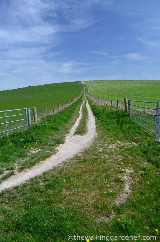 south-downs-way-day-4-14