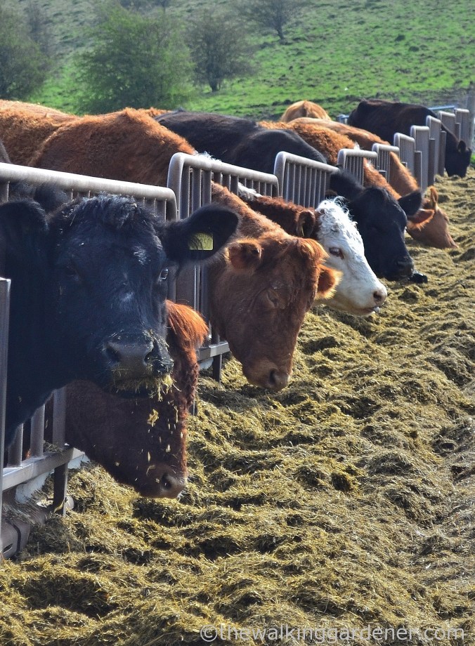 south-downs-way-day-4-2