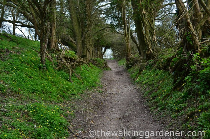 south-downs-way-day-4-20