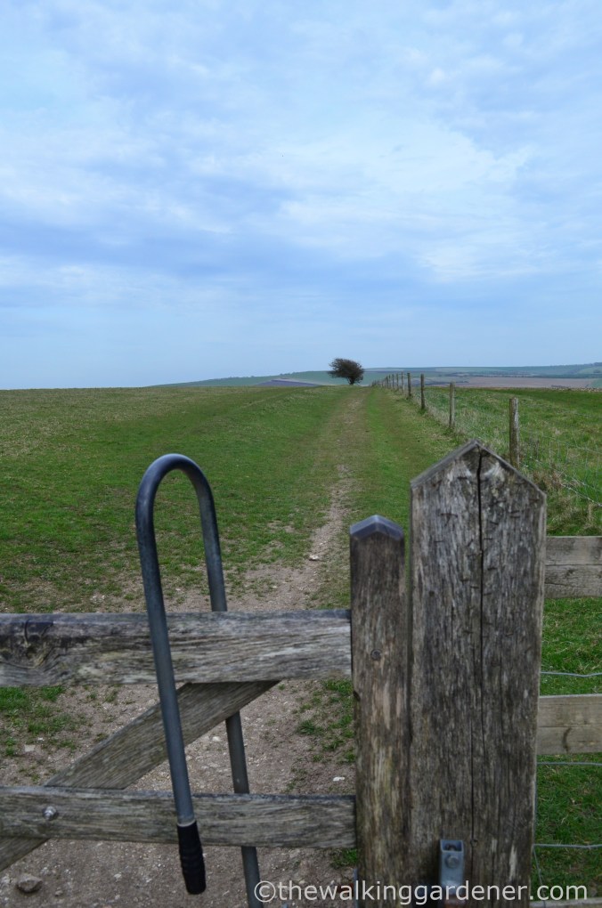 south-downs-way-day-4-21