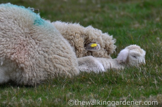 south-downs-way-day-4-6