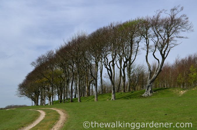 chanctonbury-ring-5