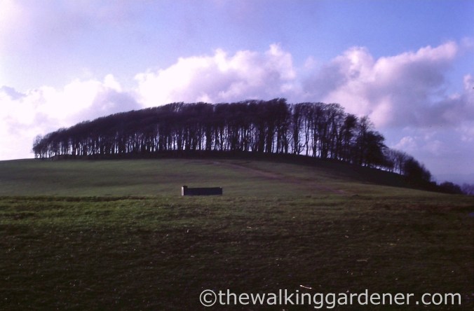 chanctonbury-ring-before-storm