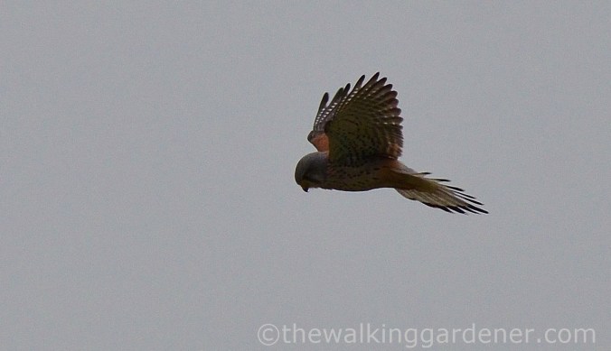 kestrel-hovering