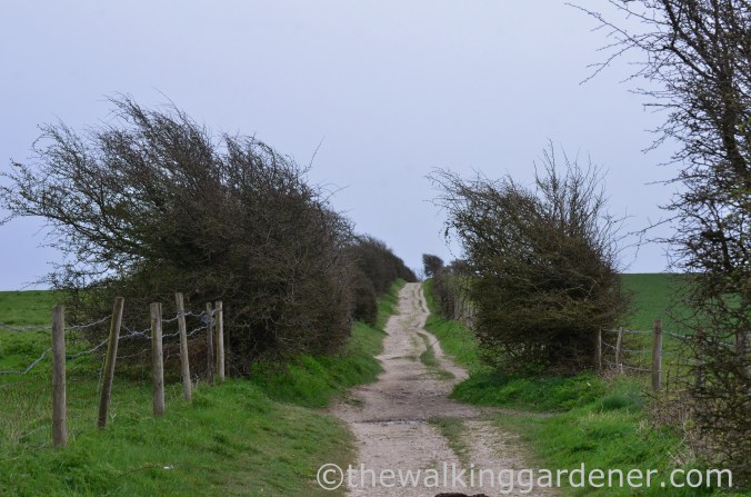 pyecombe-to-southease-south-downs-way-17