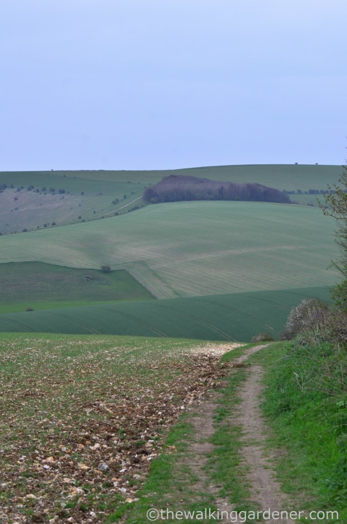 pyecombe-to-southease-south-downs-way-27