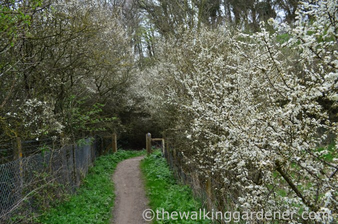 pyecombe-to-southease-south-downs-way-31