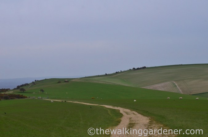pyecombe-to-southease-south-downs-way-8