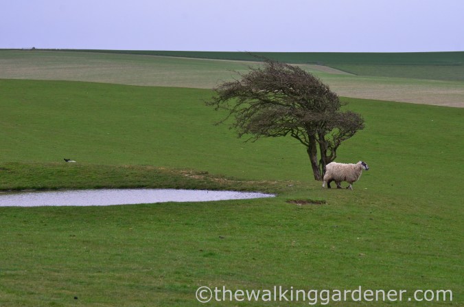 pyecombe-to-southease-south-downs-way-9