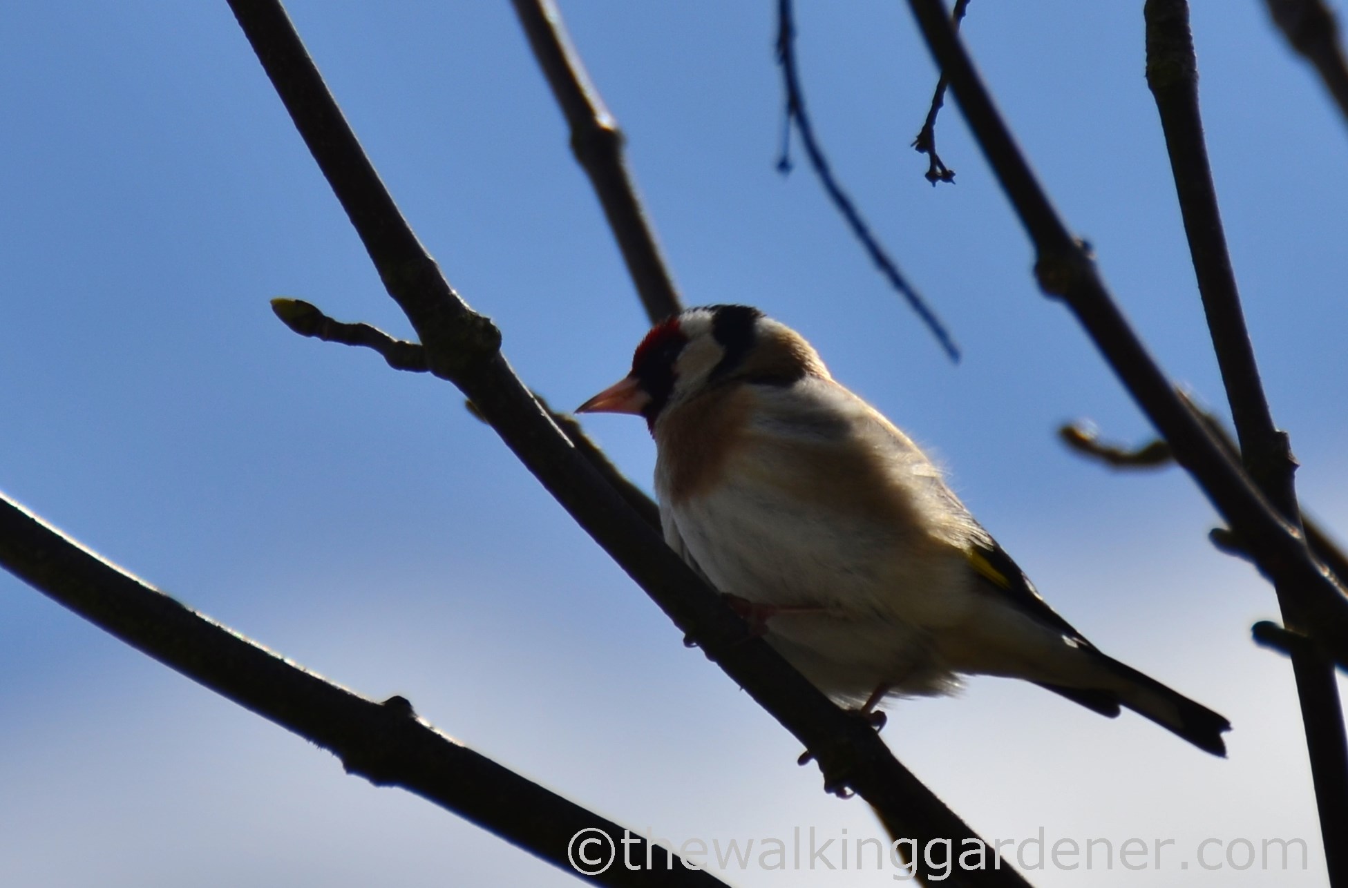 goldfinch