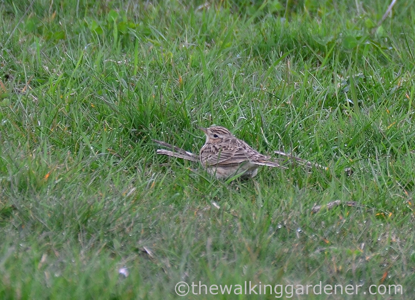 skylark