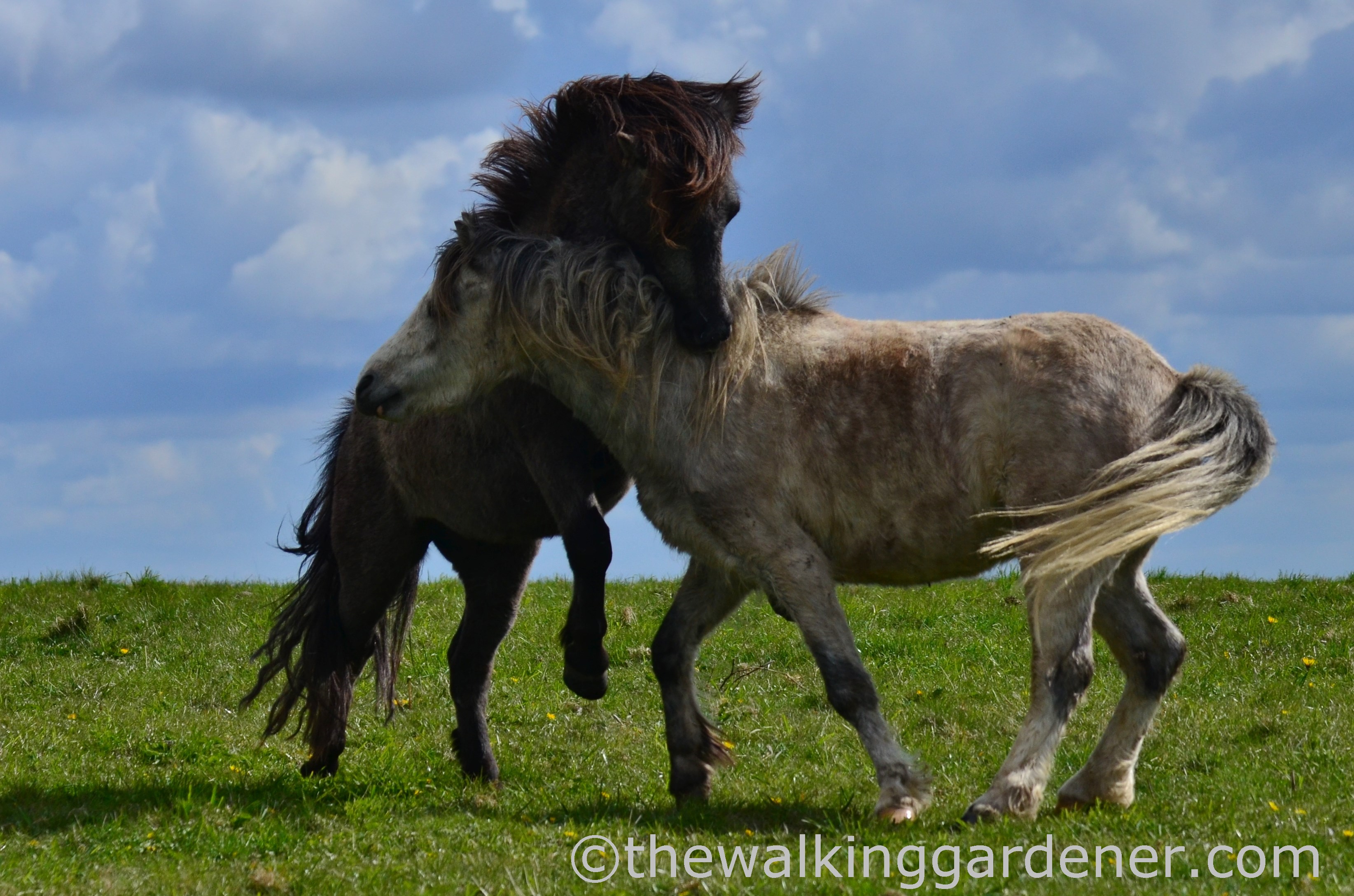 south-downs-ponies-1