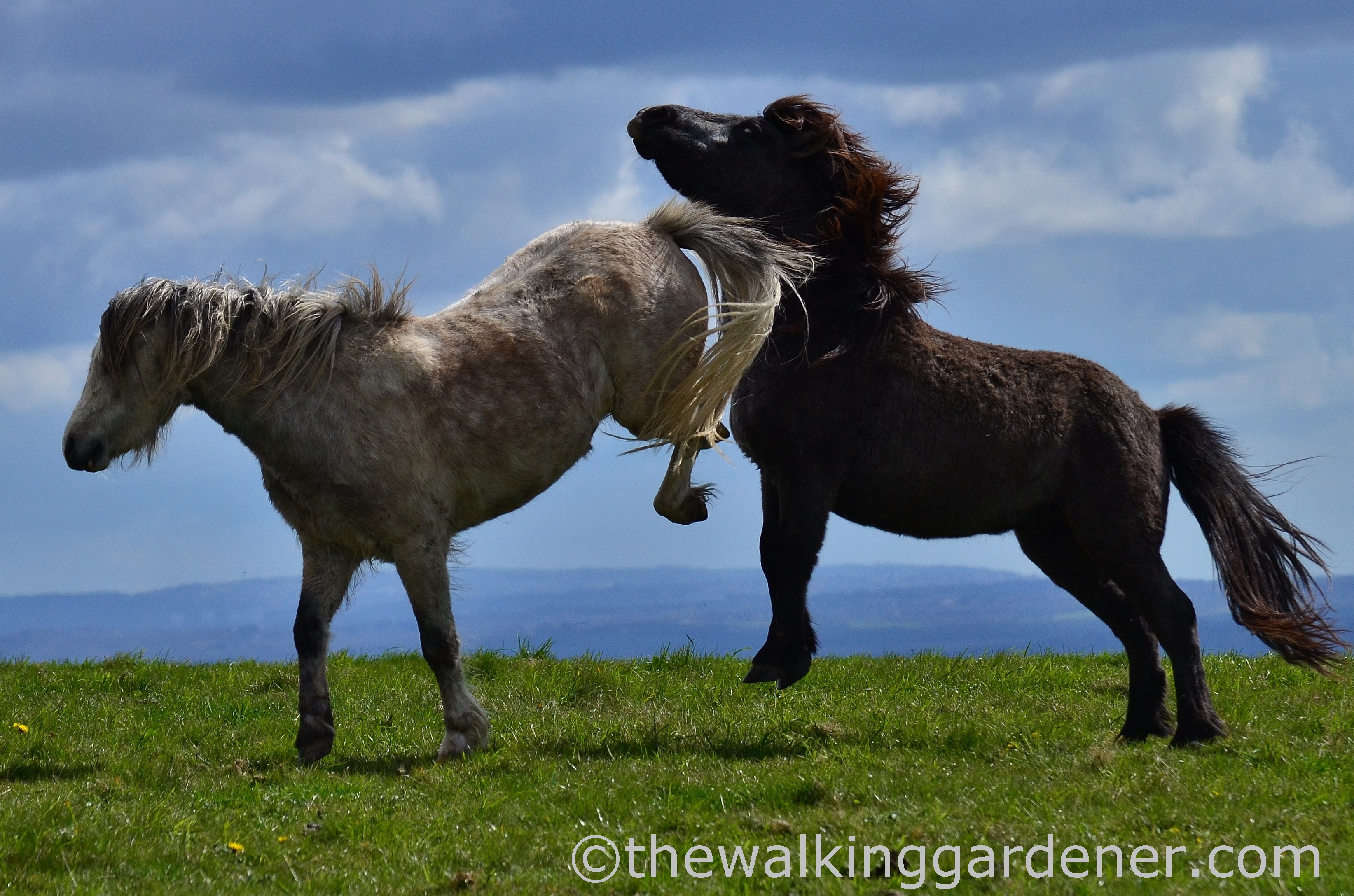 south-downs-ponies-2
