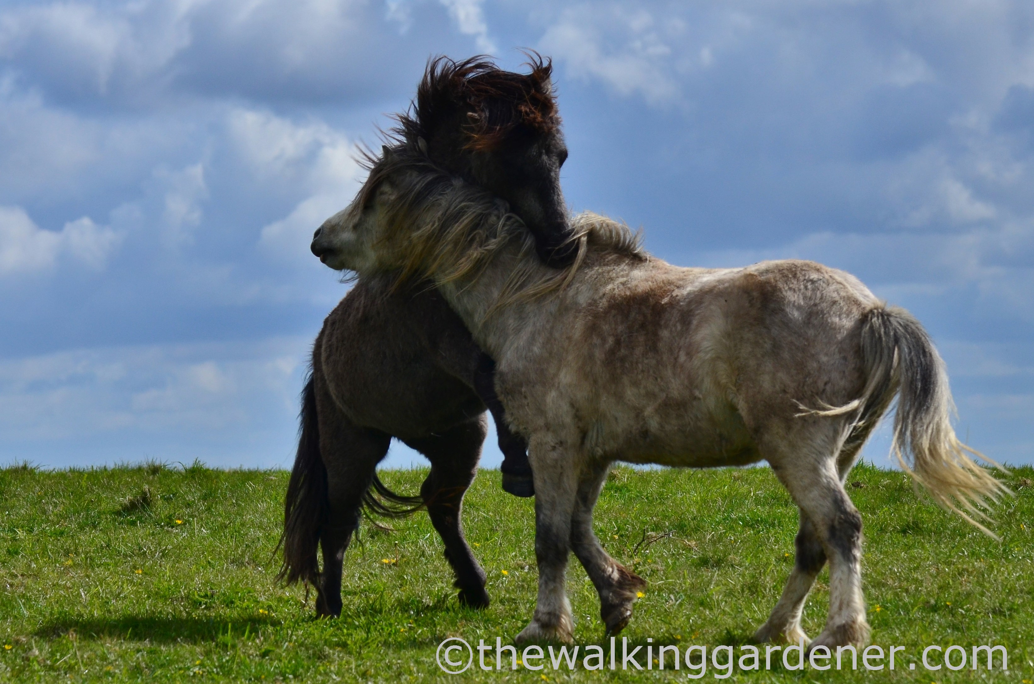 south-downs-ponies-3