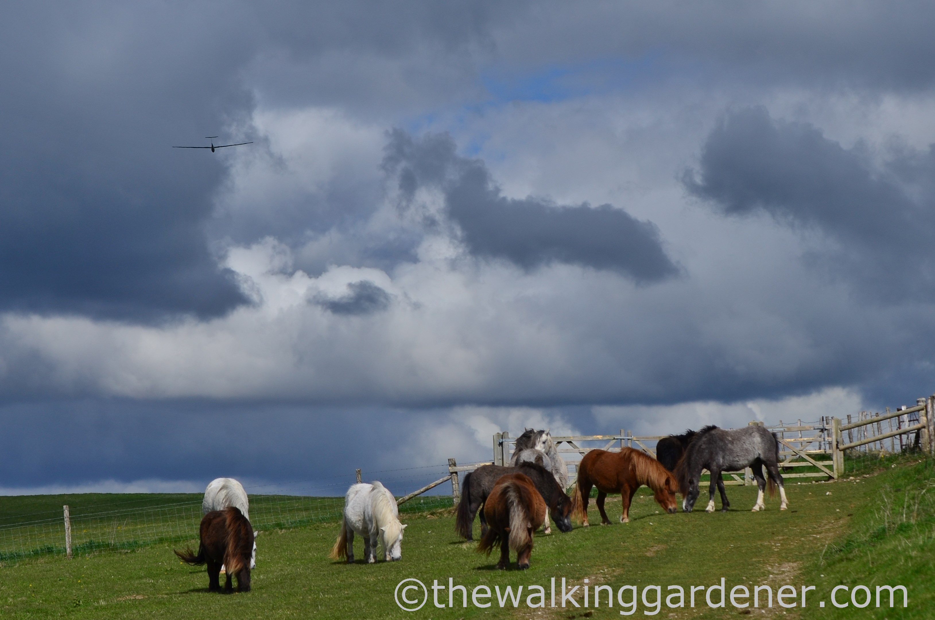 south-downs-ponies