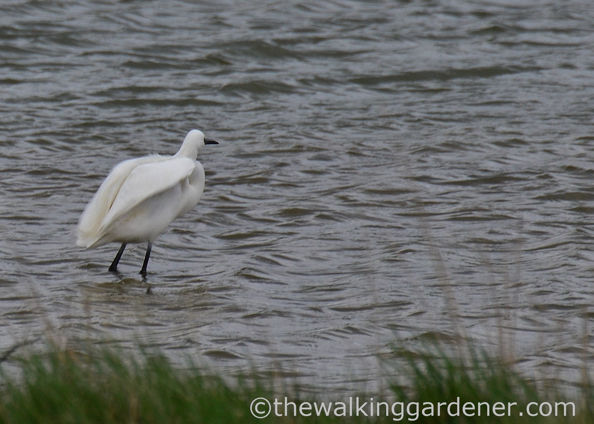 white-egret-sussex