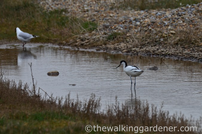 Avocet (1)